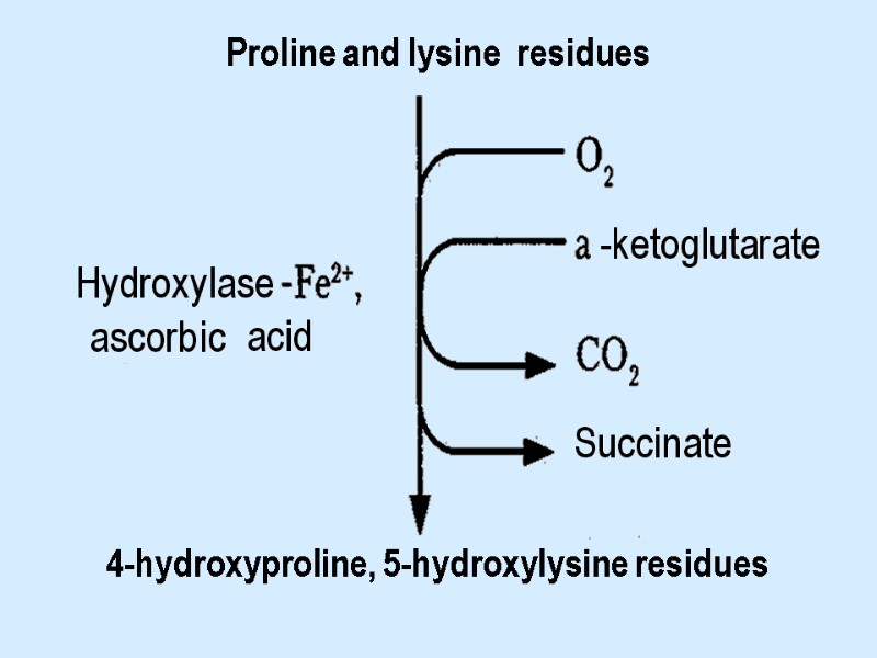 Proline and lysine  residues         